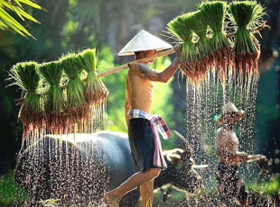 
Agro Focus International (Imported Agricultural Seeds, High-Yield Crop Seeds, Hybrid & Certified Seeds, Vegetable & Fruit Seeds for Sri Lanka, Seed Import & Distribution, Agricultural Machinery Imports, Modern Farming Equipment, Farm Mechanization Solutions, Trusted Agri-Technology Partner)
